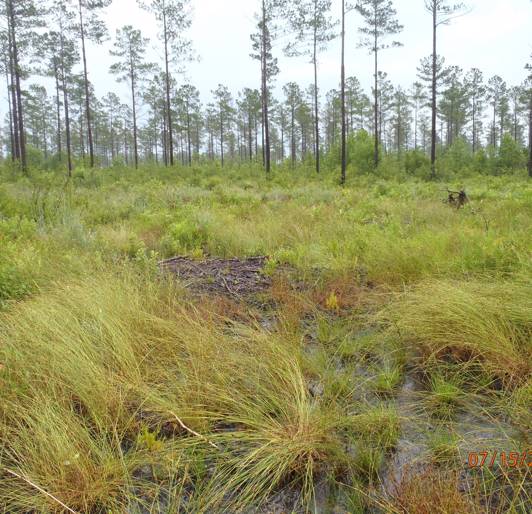 Wet Pine Savanna