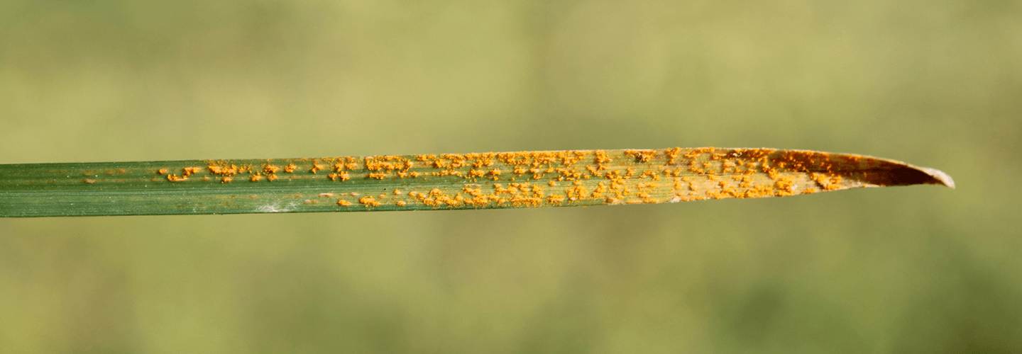 Pest And Disease Center Rust Disease Banner1440x500