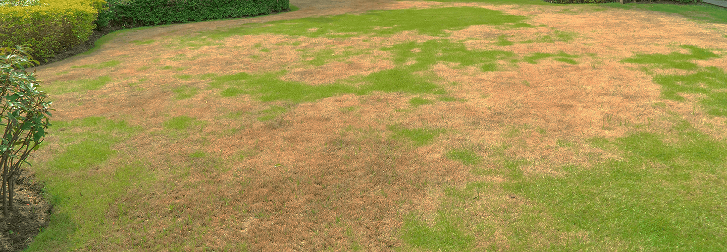 Pest And Disease Center Leaf Spot And Melting Out Banner 1440X500