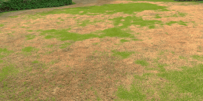 Pest And Disease Center Leaf Spot And Melting Out Banner 1440X500