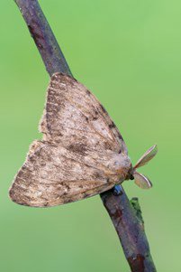 Picture of a spongy moth