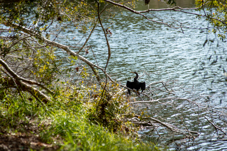 A bank of water against some brush and a bird on a branch.