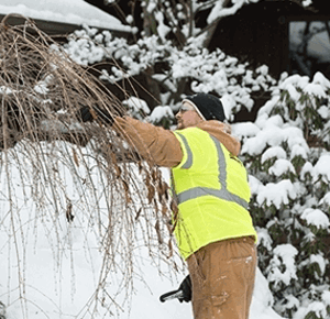 Professional Tree Services by Certified Arborists | Davey Tree