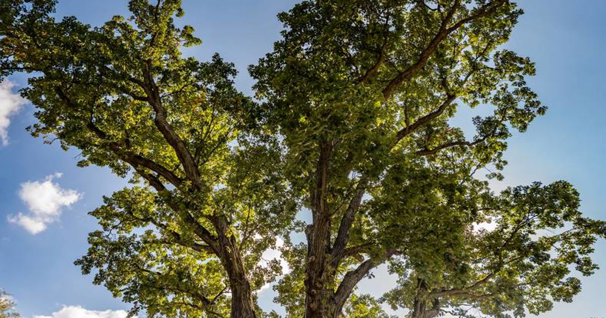 Sig Tree On Arbor Day, Akron’s 300-year-old Signal Tree stands tall | Davey Tree
