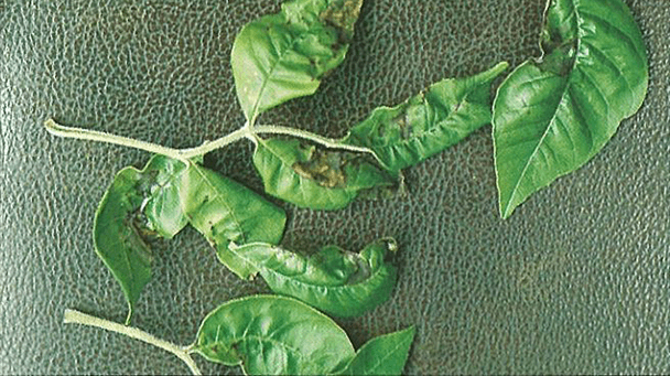 Pest And Disease Center Anthracnose Disease Of Deciduous Trees Sideimage2 608X341