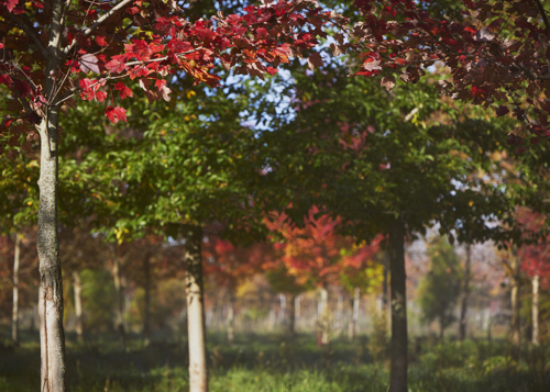 Many trees standing together with a mix of green and red foliage.