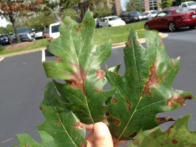 Anthracnose And Leaf Spot On Red Oak Nashville Close Up (1)