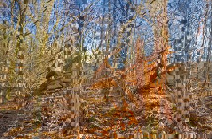 split tree
