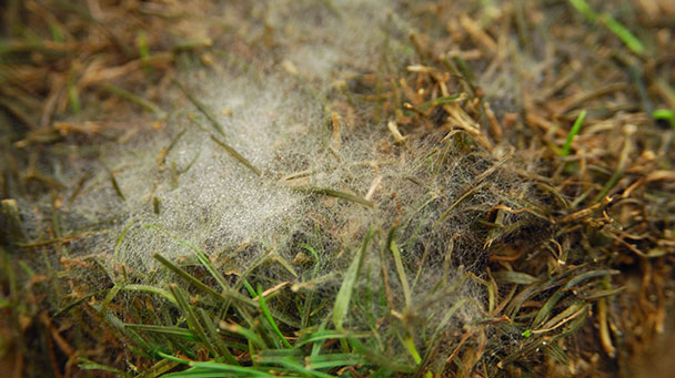 Pest And Disease Pythium Blight Sideimage 608X341