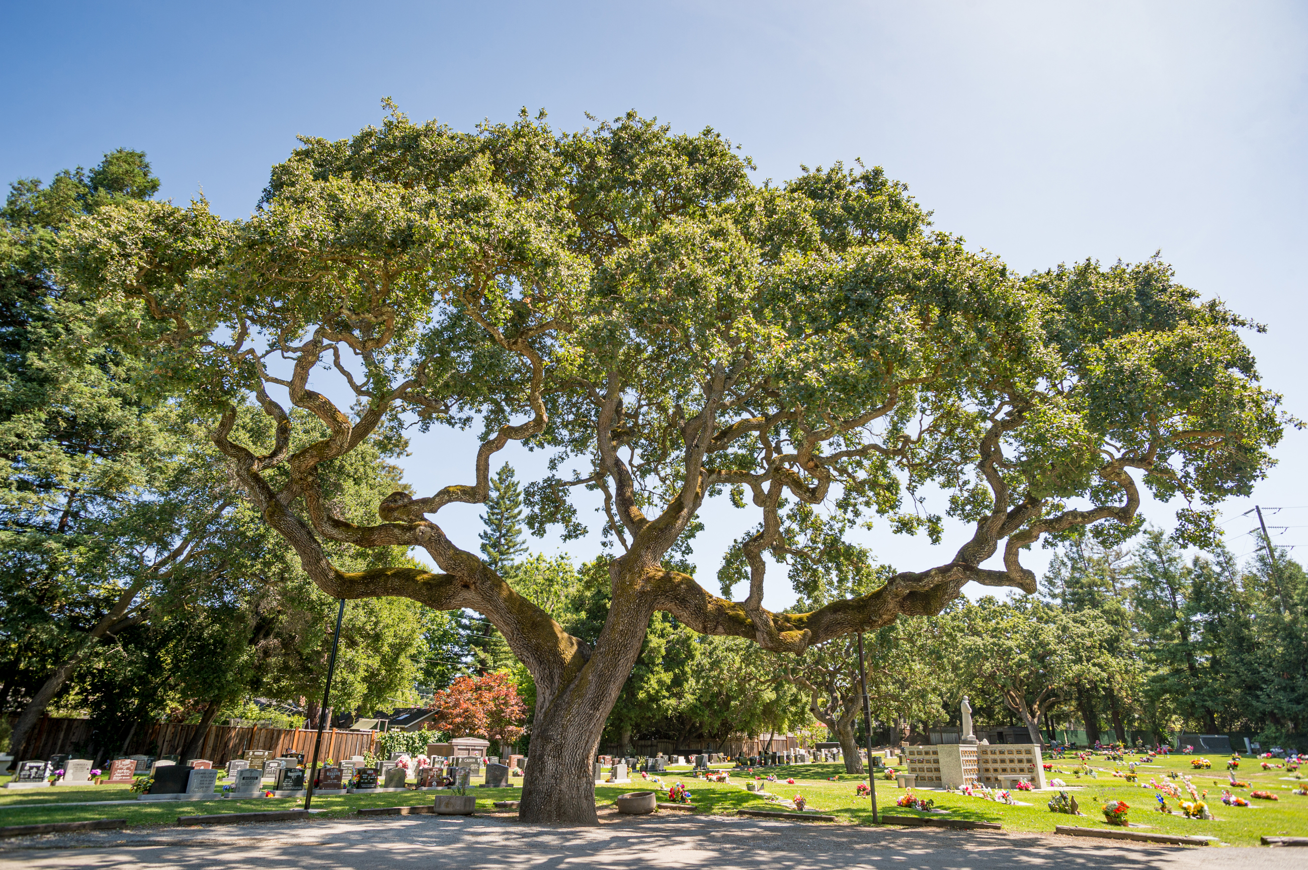 Cemetery Landscaping Services