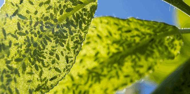 Phytophthora Bleeding Canker Identification & Treatment | Davey Tree