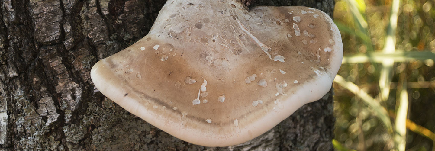 Pest And Disease Tinder Fungus Banner 1440X500