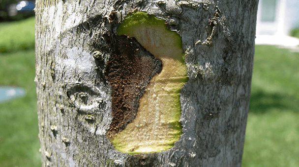 Pest And Disease Botryosphaeria Sideimage3 608X341