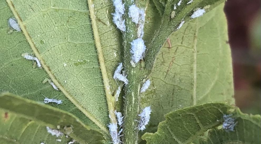 Woolly Hackberry Aphid | Davey Tree