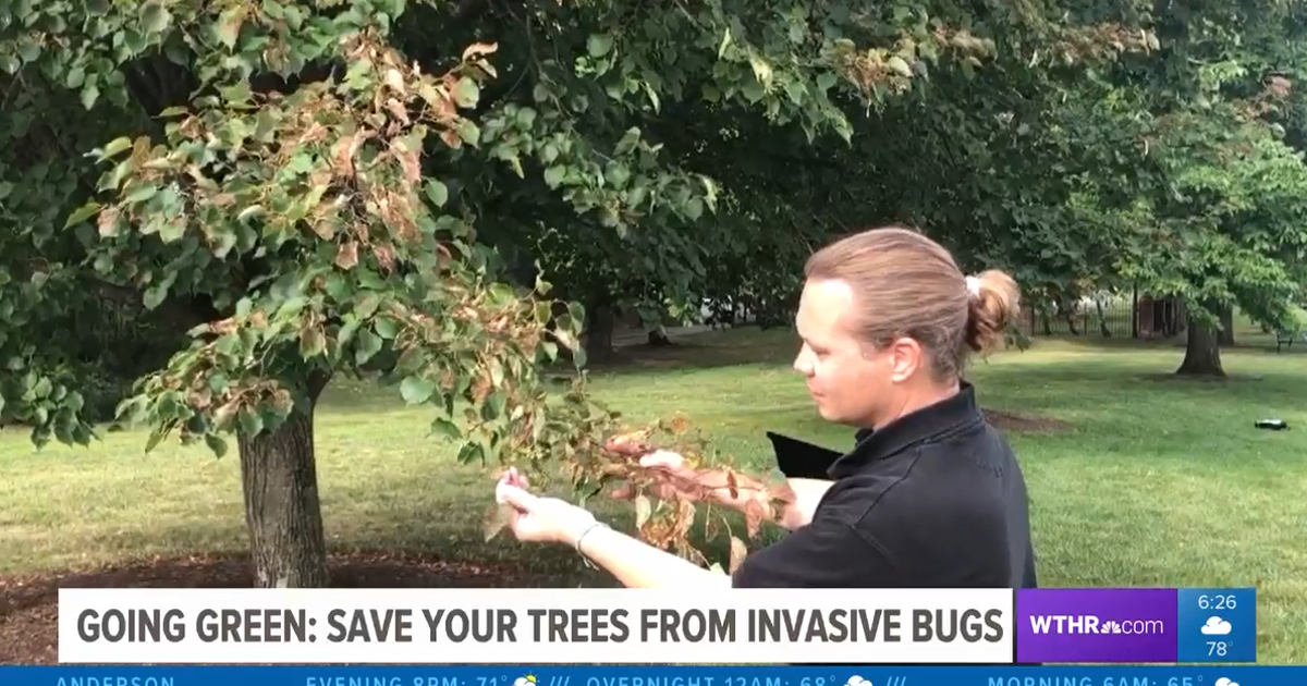 Invasive Tree Phil Invasive bugs can harm trees | Davey Tree
