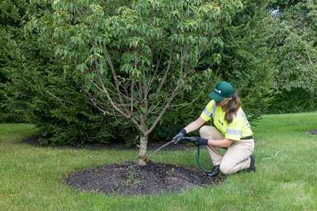 woman watering a tree