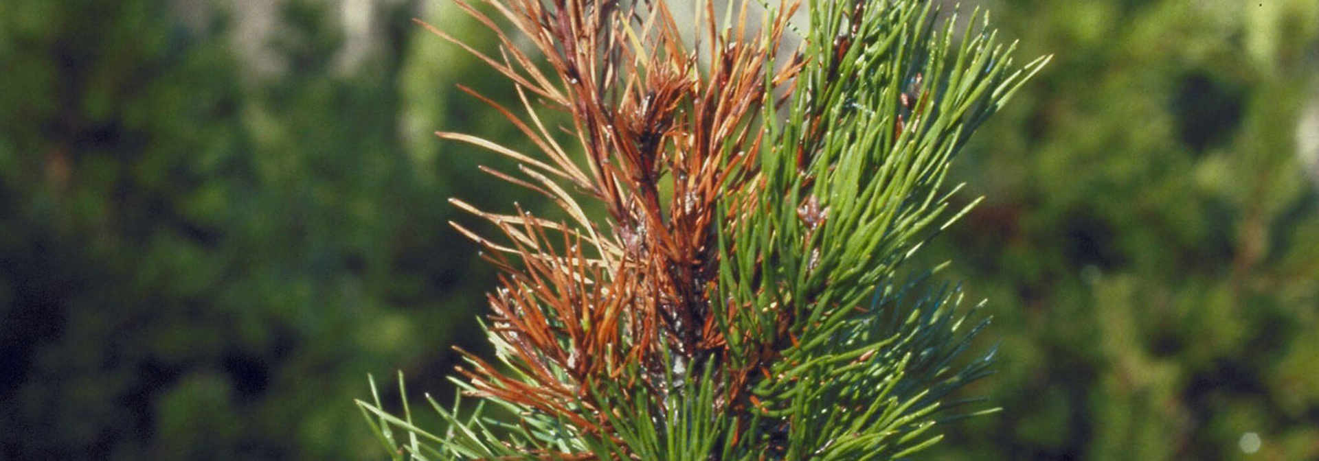 Pest And Disease Pitch Canker Of Pine Banner 1440X500
