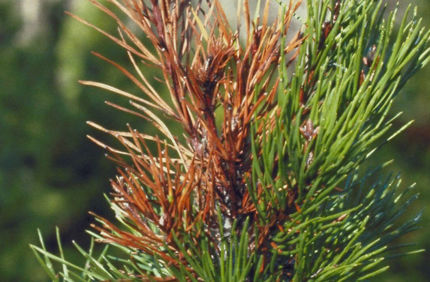 Pest And Disease Pitch Canker Of Pine Banner 1440X500