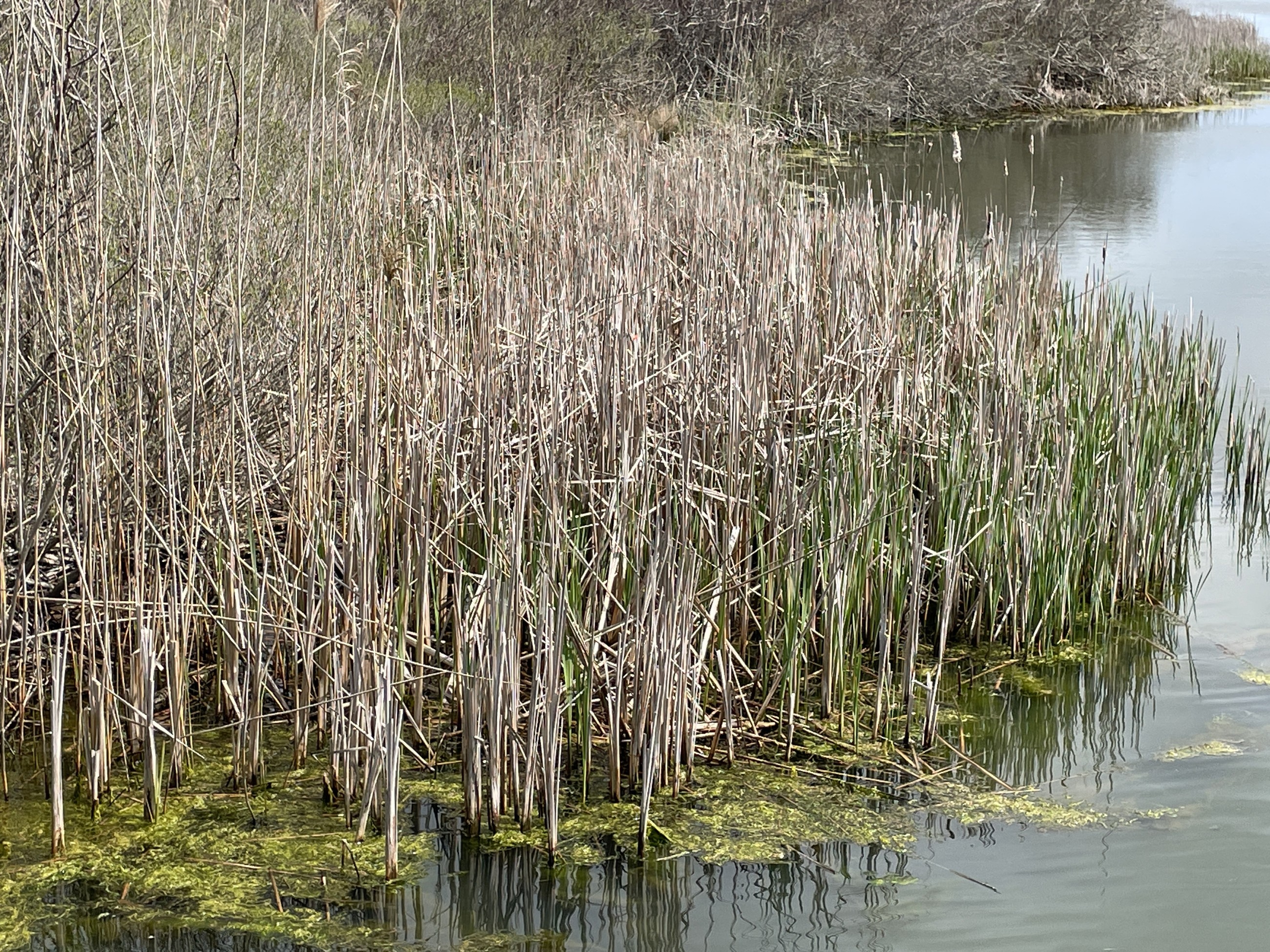 Long Pond Vegetation 2