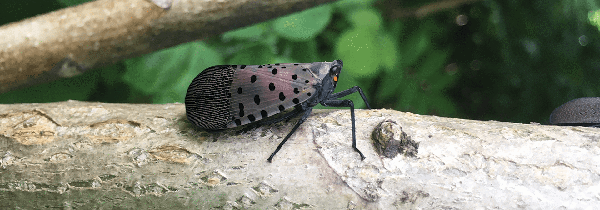 Pest And Disease Center Spotted Lanternfly Banner 1440X500