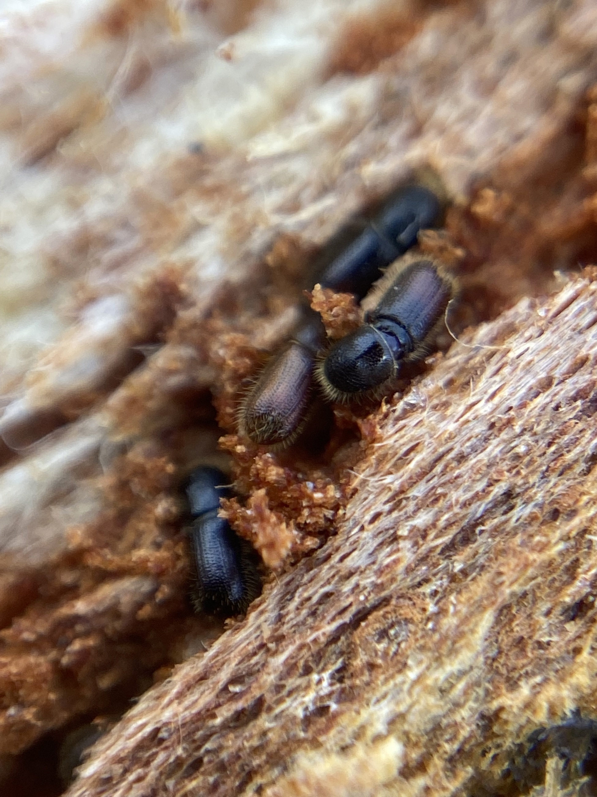 IMG 5584 Bark Beetles Under The Bark TW