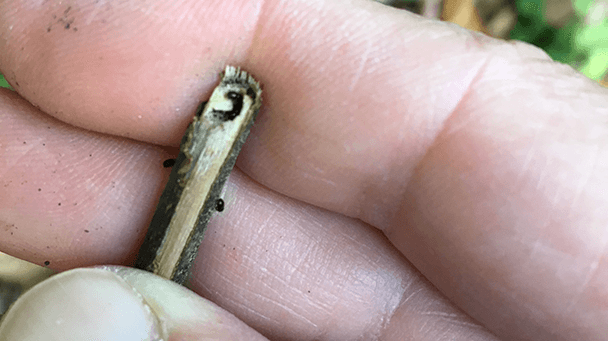 Pest And Disease Btb Tunneling Sideimage4 608X341