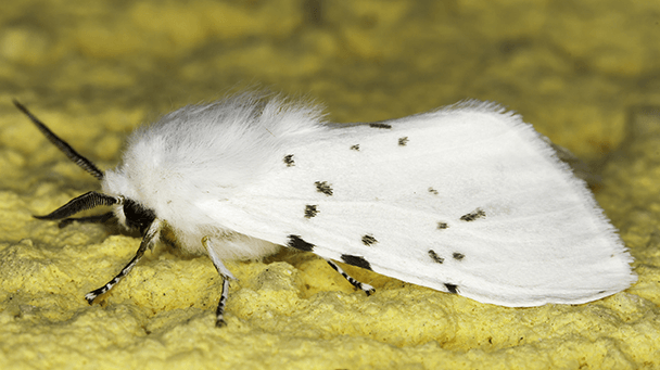 Pest And Disease Center Fall Webworm Sideimage2 608X341