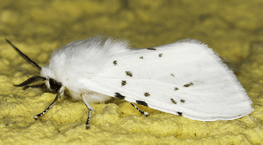 Fall Webworm: How to Get Rid of Fall Webworm | Davey Tree
