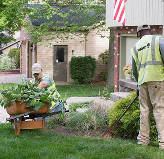 Professional Tree Services by Certified Arborists | Davey Tree