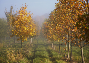 Two rows of small trees with orange and yellow leaves.