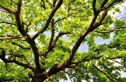 Fotolia 65554694 Subscription Monthly XXL