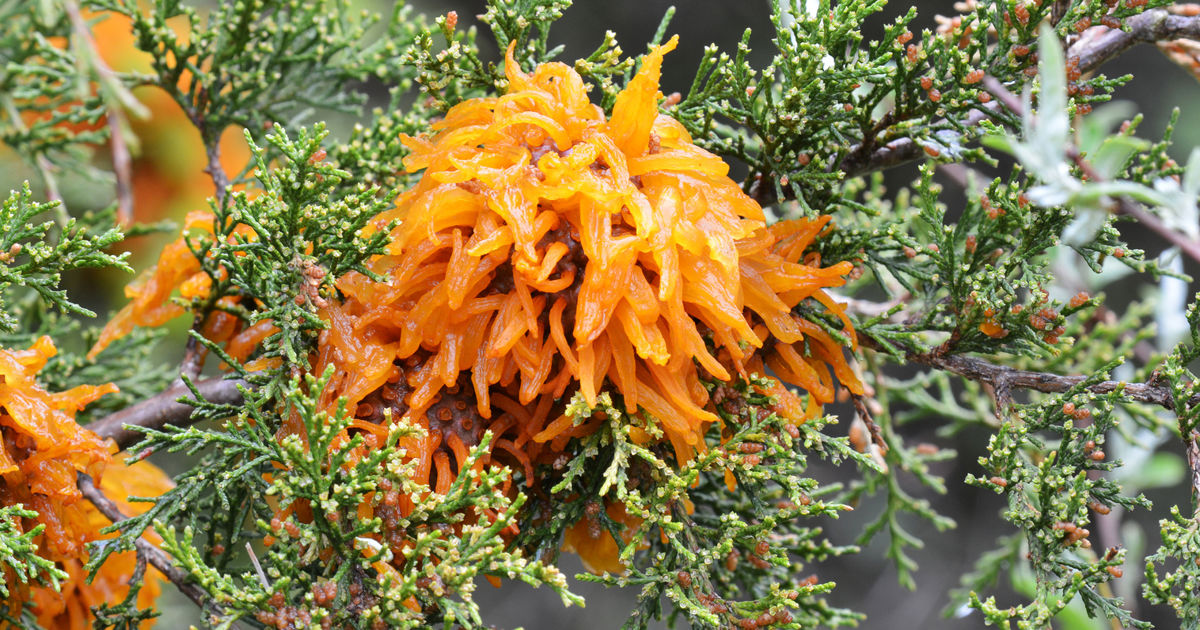 What is this 'alien fungus', and is it harmful? | Davey Tree