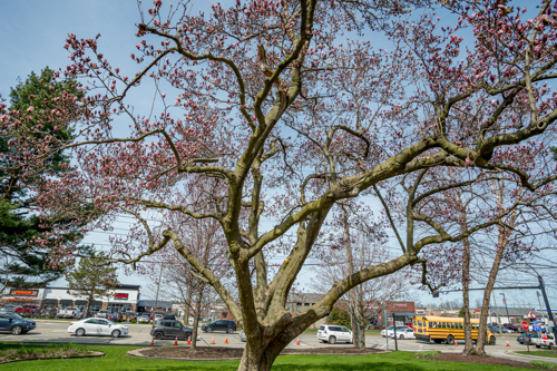 A cherry blossom tree in Washington D.C. standing in a yard.
