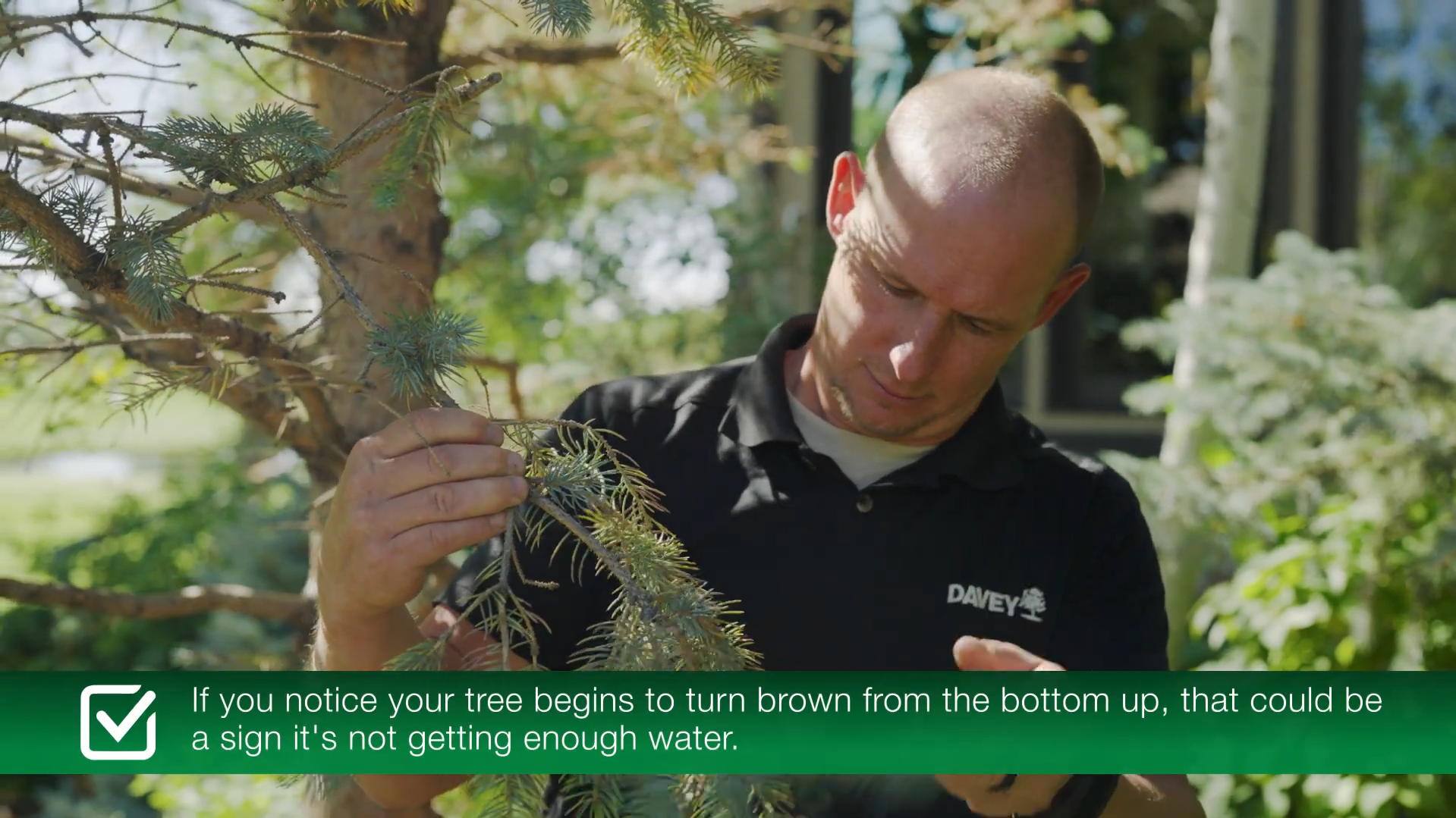 Davey Tree What’S Wrong With My Evergreen