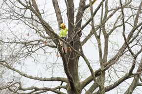 An arborist pruning a tree
