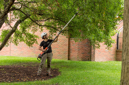 Picture of a Davey arborist pruning a tree.