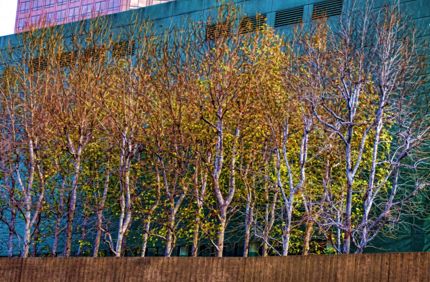 Urban trees