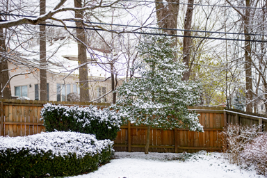 A snowy tree and shrub in a residential back yard.