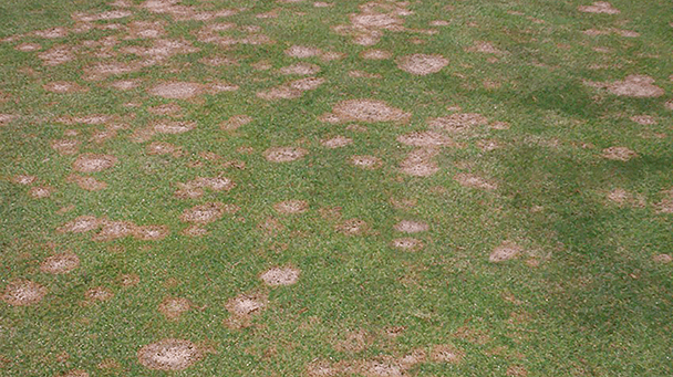Pest And Disease Center Pink Snow Mold Sideimage2 608X341