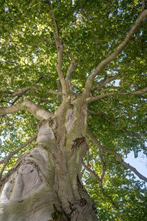 large tree