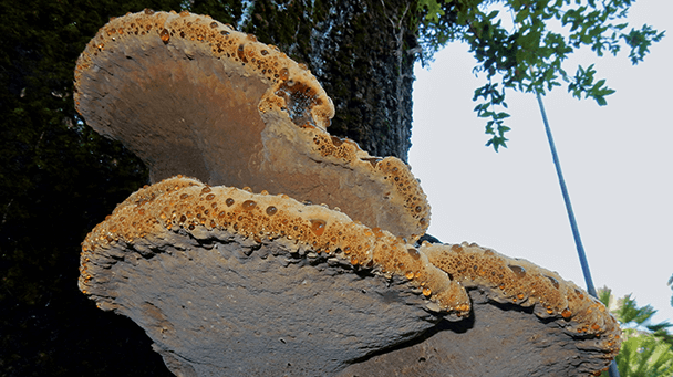 Pest And Disease Oak Bracket Sideimage2 608X341