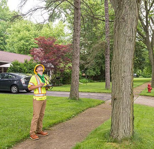 Urban Tree Canopy Assessment