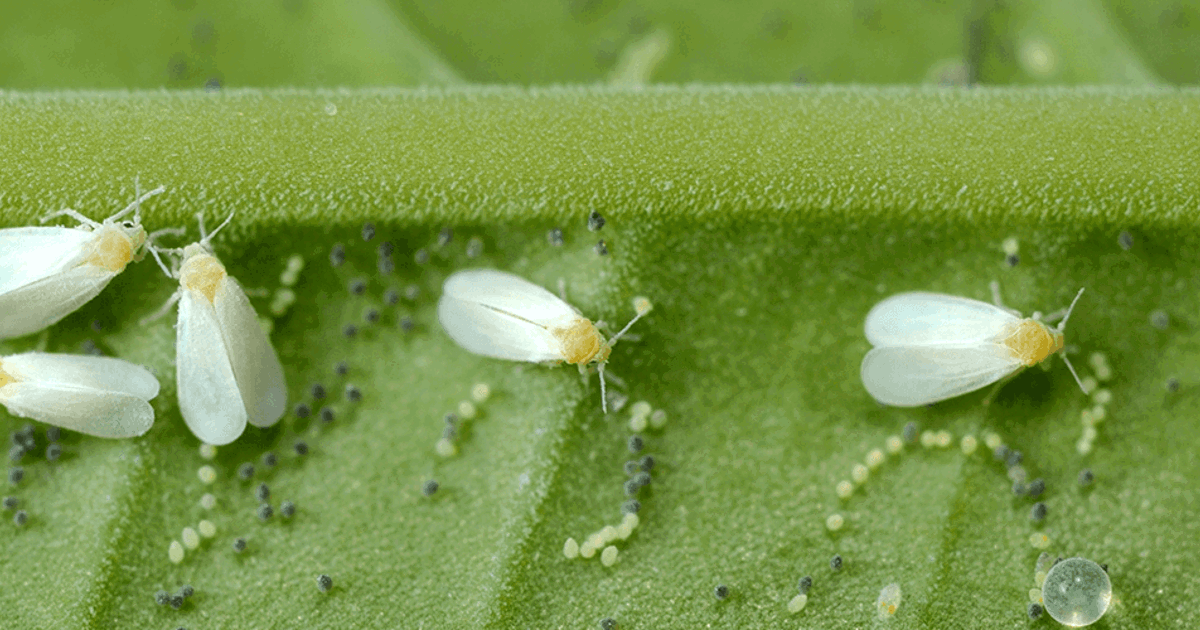 Ash Whitefly: How to Get Rid of Ash Whitefly