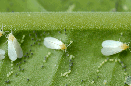 Pest And Disease Ash Whiteflies Banner 1440X500