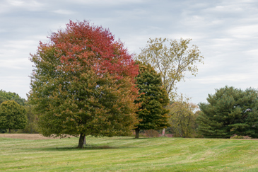 A large tree with green and red leaves in the midground of a grassy field.