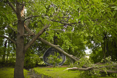 broken tree limb