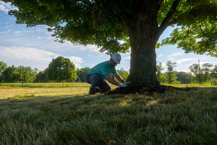 Photo of a Davey arborist mulching around a tree.