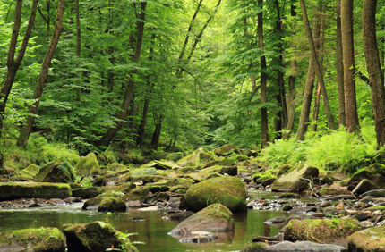 River In Green Forest