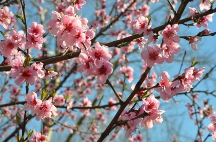 Spring flowers