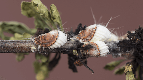 Pest And Disease Center Cottony Maple Scale Sideimage2 608X341